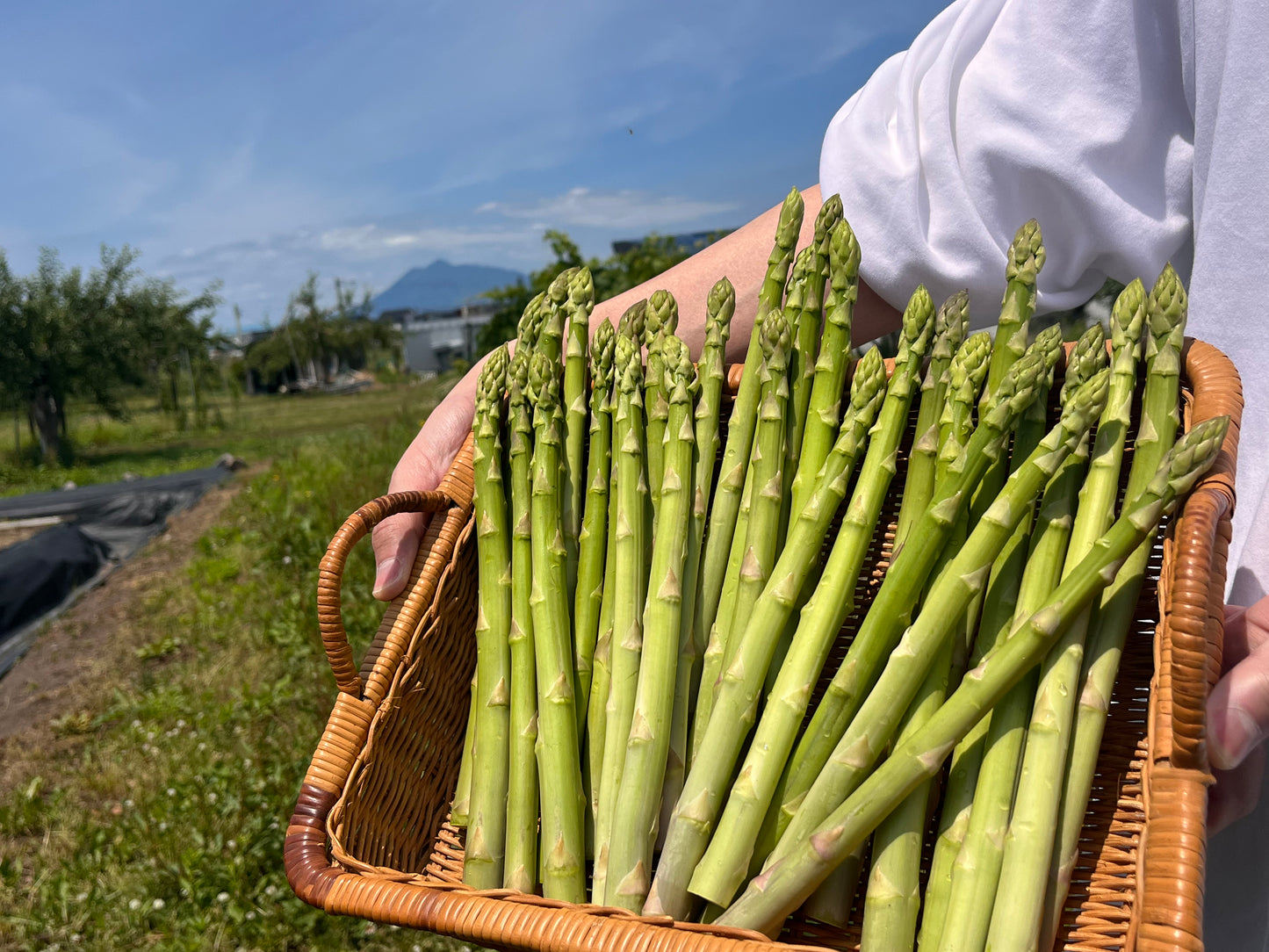 【夏のお中元に】包装・熨斗付き夏のグリーンアスパラガス1kg