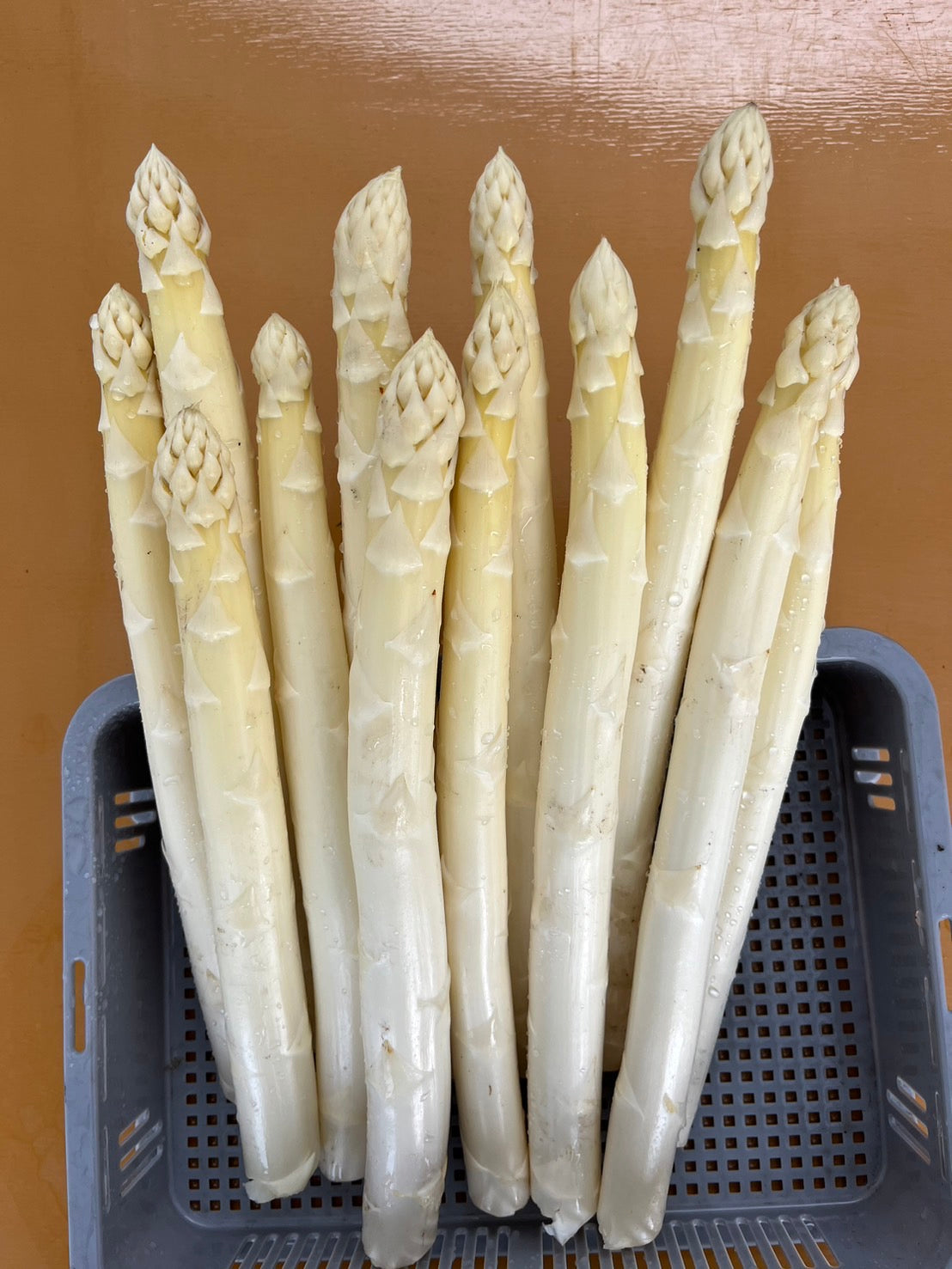 4月下旬以降お届け]ホワイトアスパラガス1kg(太めのサイズのミックス