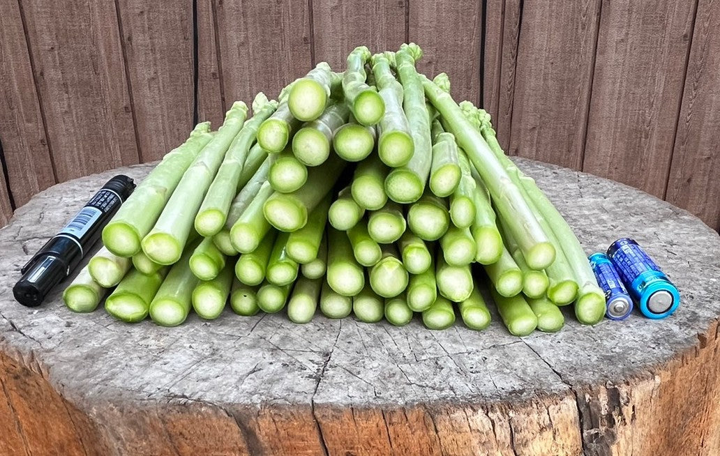 夏のグリーンアスパラガス １kg（細め）